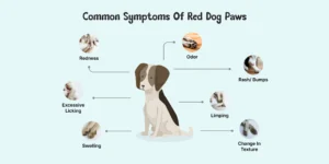 Red Dog Paws: Causes, Symptoms and How to Help Your Itchy Pup 1 a dog with all the symptoms of red paws