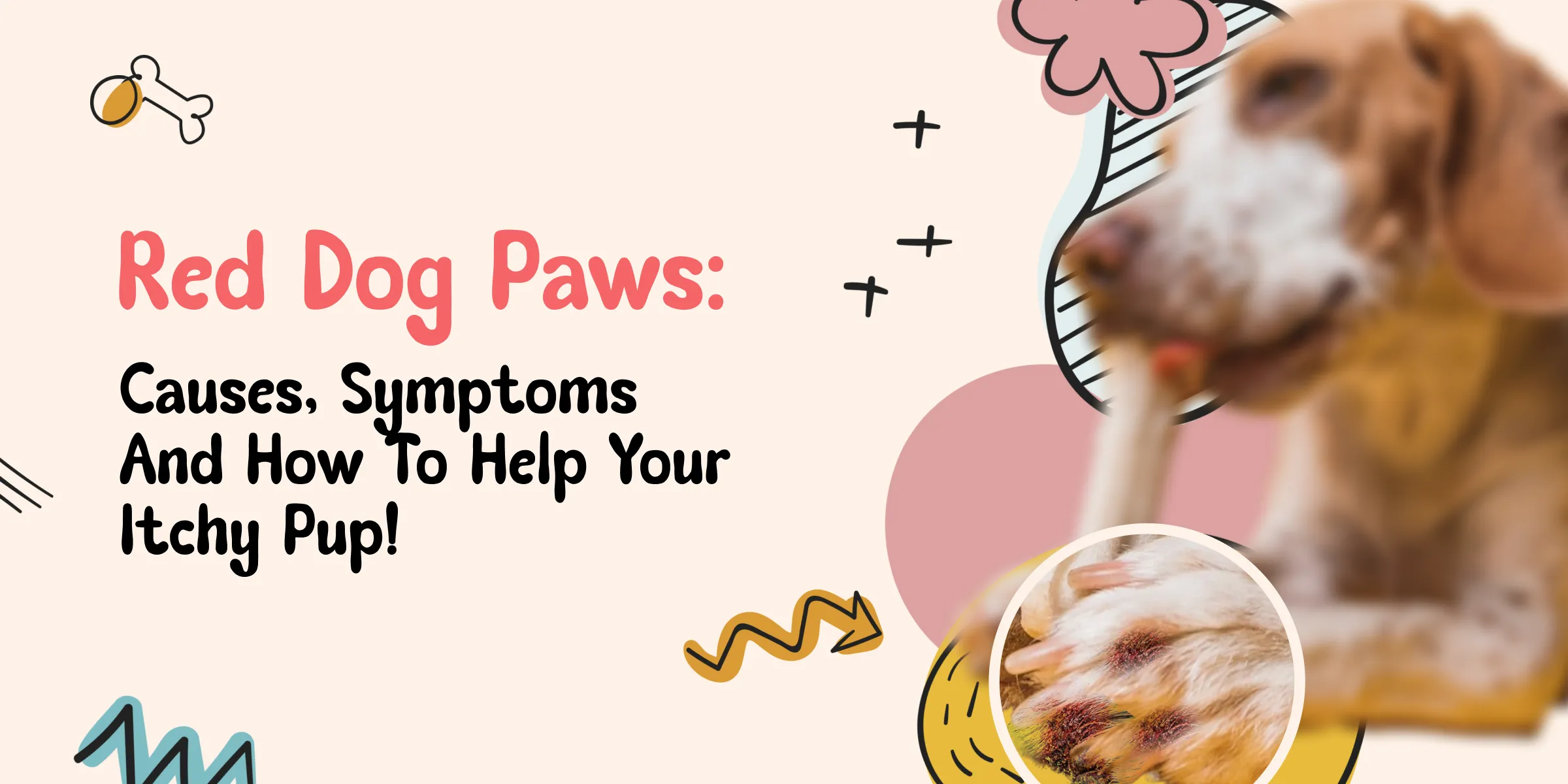 Trusted Pet Guide 10 A dog with red paws