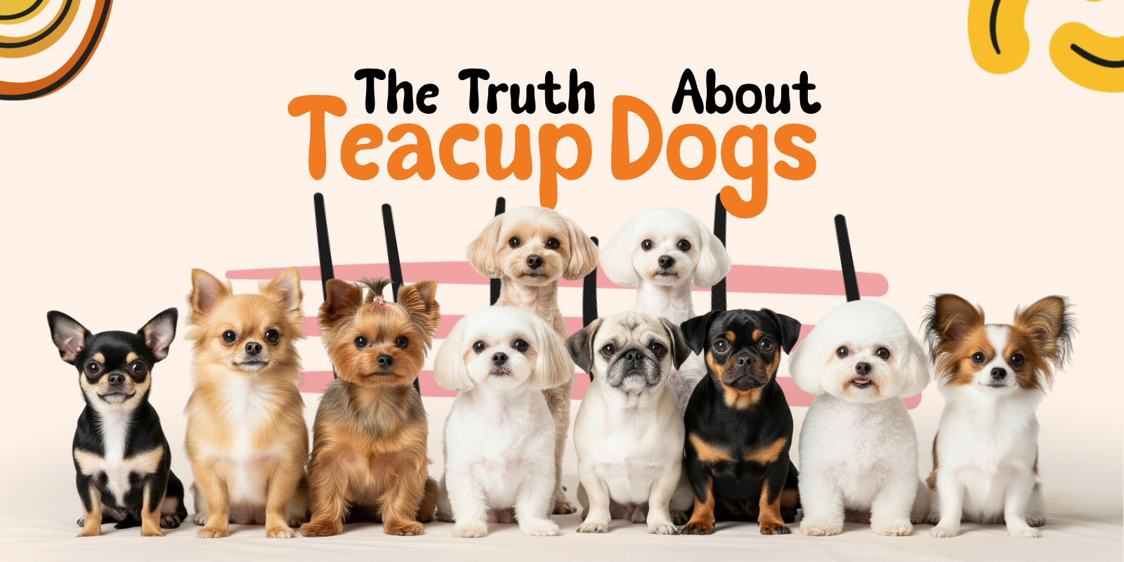 Trusted Pet Guide 6 all breeds of teacup dogs