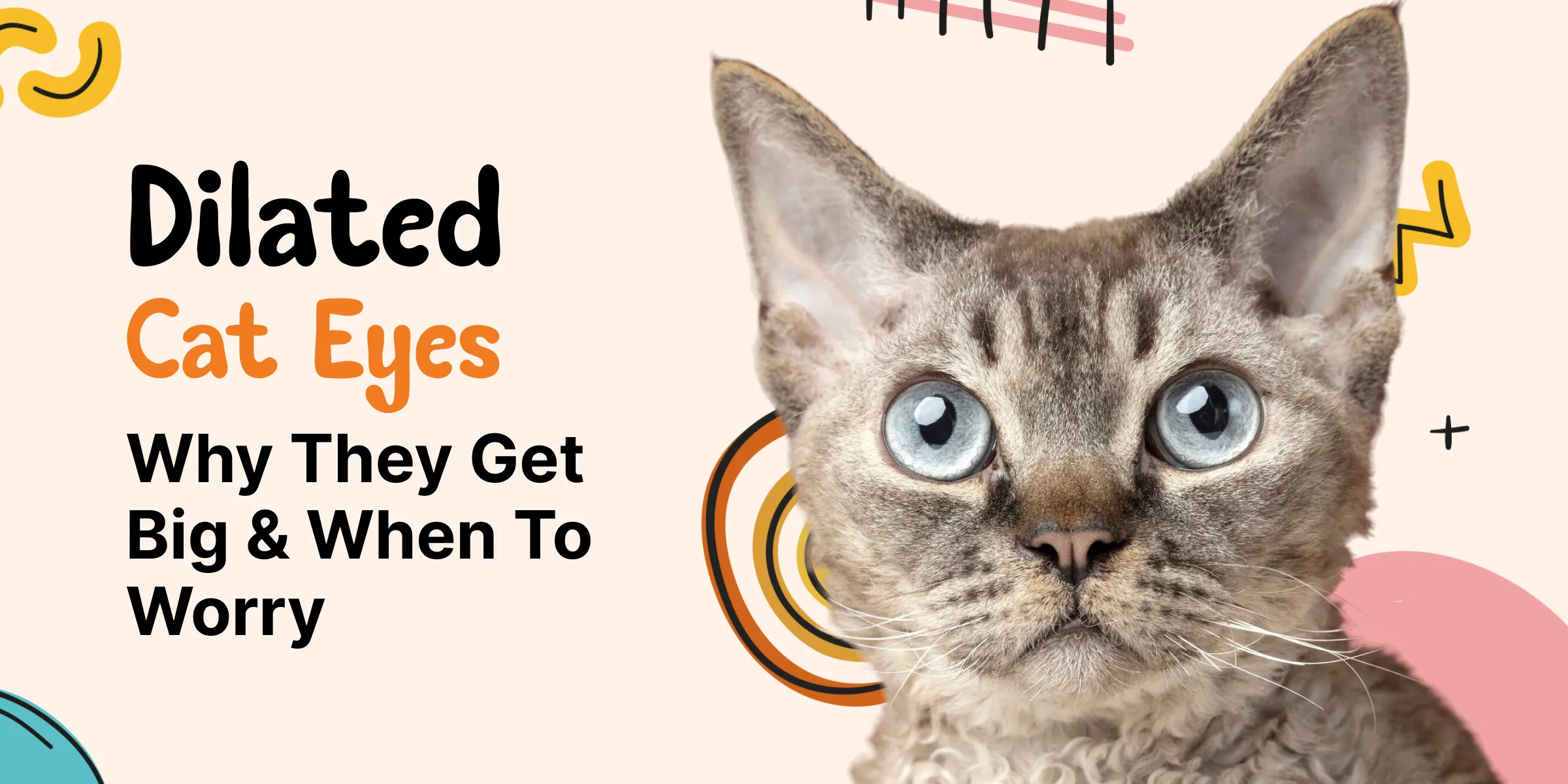 Trusted Pet Guide 8 A cat with dilated eyes