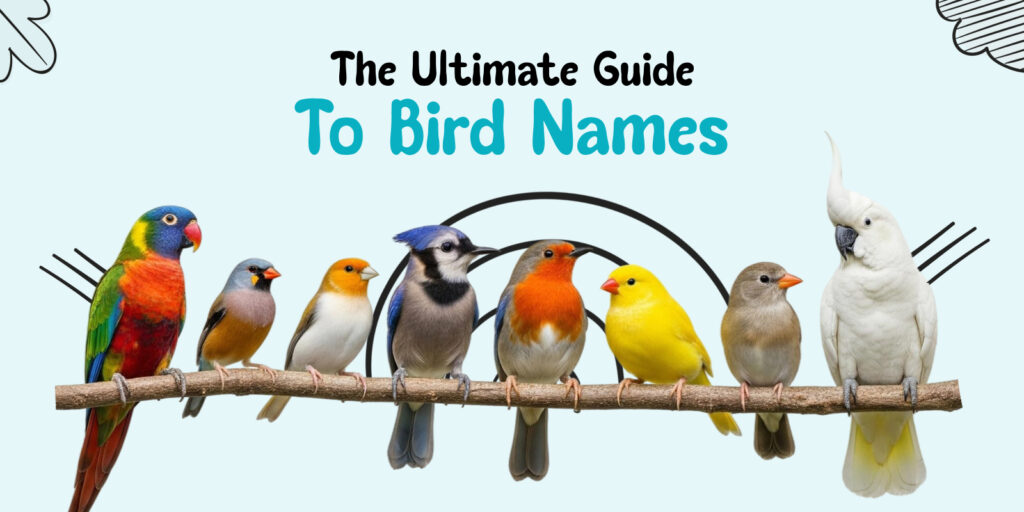 “Colorful pet birds sitting on a branch under the title ‘The Ultimate Guide to Bird Names’ including parrot, finch, blue jay, robin, canary, and cockatoo.”