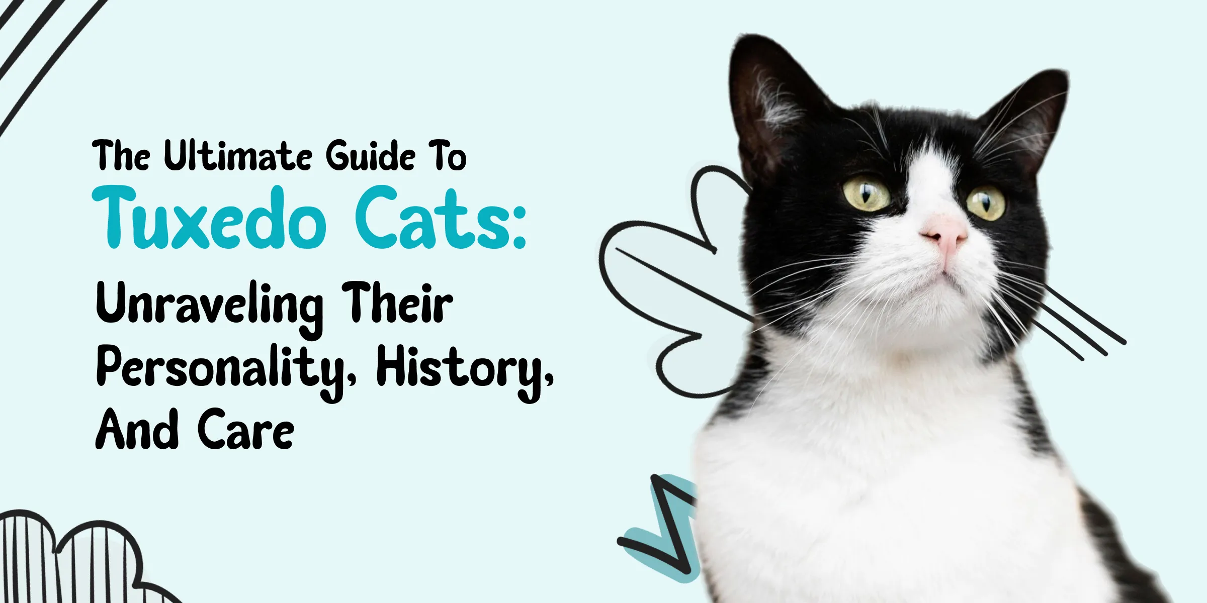 Trusted Pet Guide 7 A cat with half white and half black hair called tuxedo cat