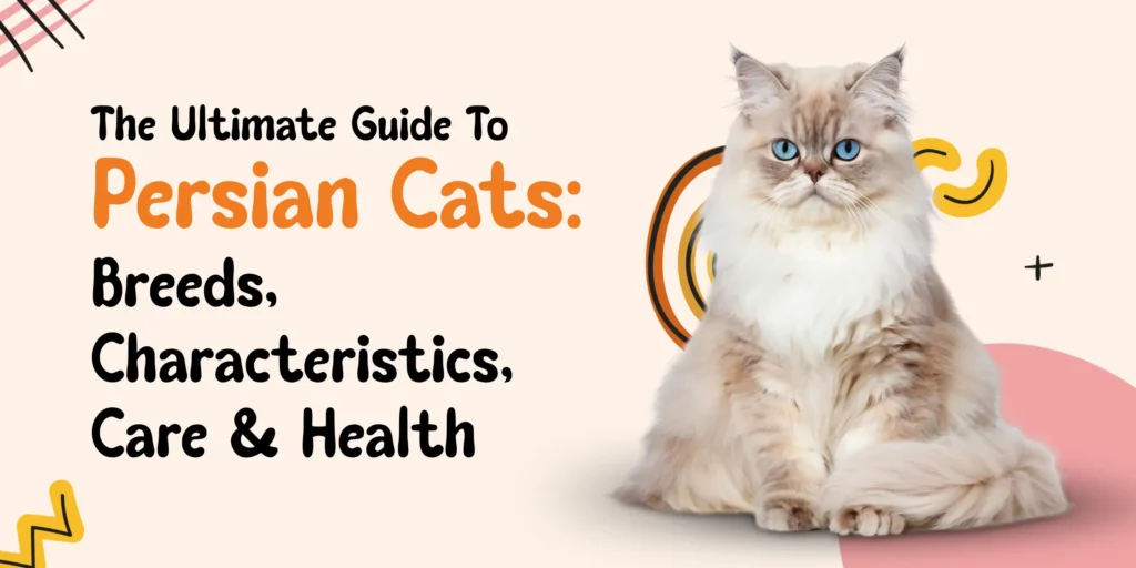 Adorable Persian cat with blue eyes sitting calmly beside text that reads “The Ultimate Guide to Persian Cats: Breeds, Characteristics, Care & Health.”