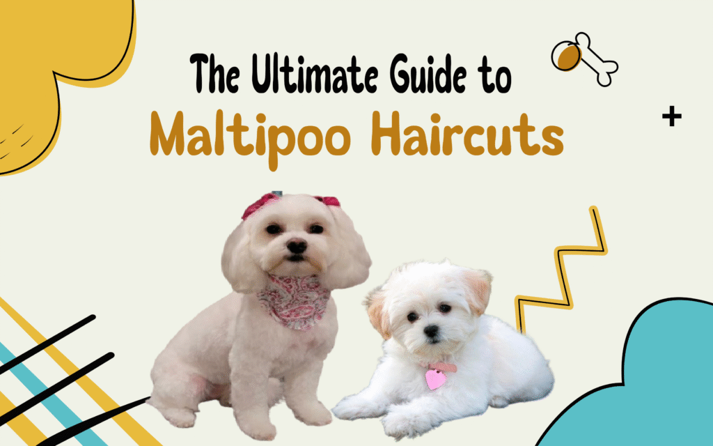 two dogs having maltipoo haircuts